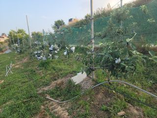 황금알대박농원!님의 사과 · 영농일지 작성글 사진