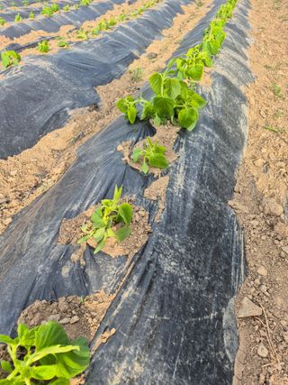 농부님.모두.모두힘님의 기타작물 · 영농일지 작성글 사진