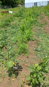 팜모닝 기타작물·영농일지 게시글 이미지