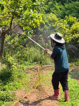 김영진님의 복숭아 · 영농일지 작성글 사진