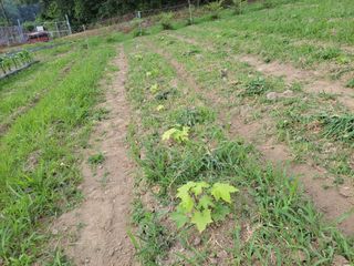 김홍중님의 두릅 · 영농일지 작성글 사진