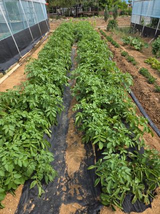 제주농부님의 고추 · 영농일지 작성글 사진