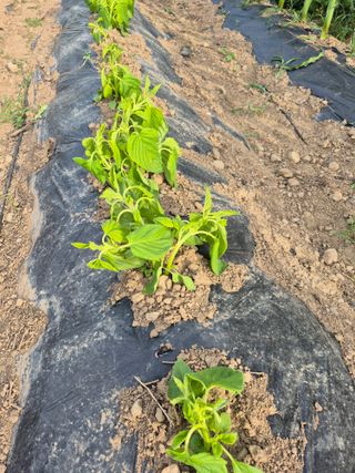 농부님.모두.모두힘님의 기타작물 · 영농일지 작성글 사진