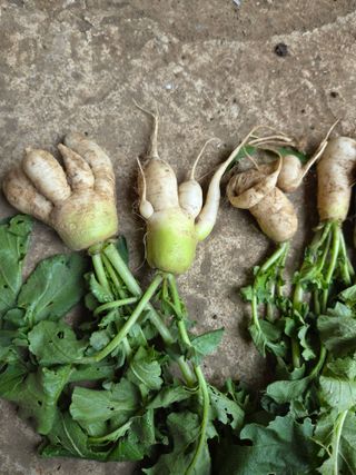 오현백님의 기타작물 · 영농일지 작성글 사진