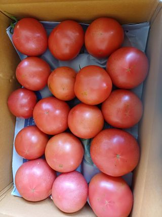 전원수님의 토마토 · 영농일지 작성글 사진