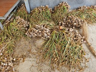 유명숙님의 마늘 · 영농일지 작성글 사진