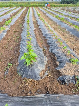 농부님.모두.모두힘님의 기타작물 · 영농일지 작성글 사진