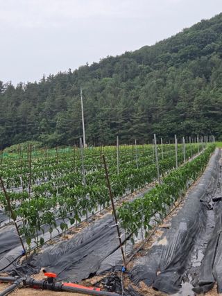 김연후님의 고추 · 영농일지 작성글 사진