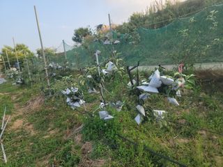 황금알대박농원!님의 사과 · 영농일지 작성글 사진