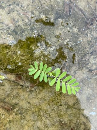 별@노래농장(정씨)님의 벼 · 영농일지 작성글 사진