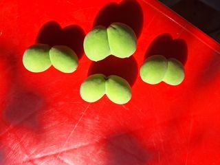 정희군님의 매실 · 영농일지 작성글 사진