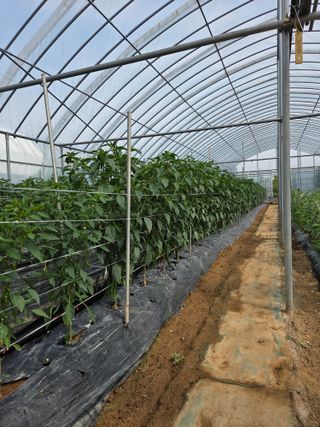 제주농부님의 고추 · 영농일지 작성글 사진