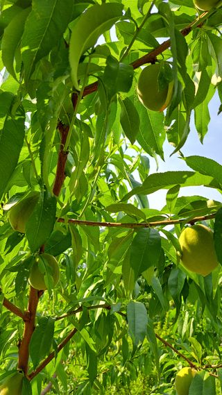 주윤발이님의 복숭아 · 영농일지 작성글 사진