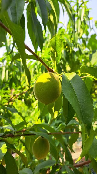 주윤발이님의 복숭아 · 영농일지 작성글 사진
