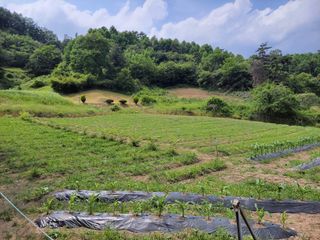 김홍중님의 두릅 · 영농일지 작성글 사진