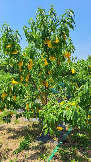 주윤발이님의 복숭아 · 영농일지 작성글 사진