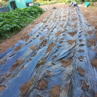 김건우님의 기타작물 · 영농일지 작성글 사진