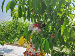 꿀복이농장님의 복숭아 · 영농일지 작성글 사진