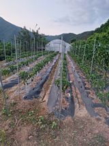 팜모닝 고추·영농일지 게시글 이미지