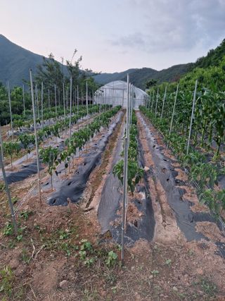 정희군님의 고추 · 영농일지 작성글 사진