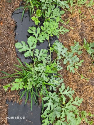 Captain김상곤님의 호박 · 영농일지 작성글 사진