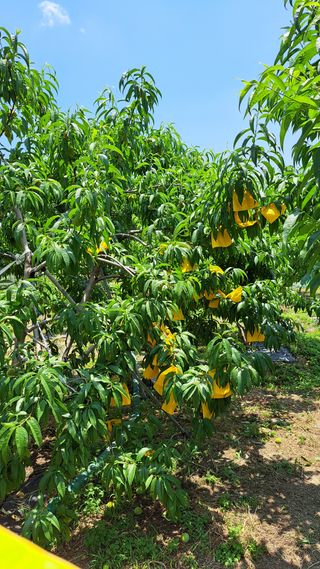 주윤발이님의 복숭아 · 영농일지 작성글 사진