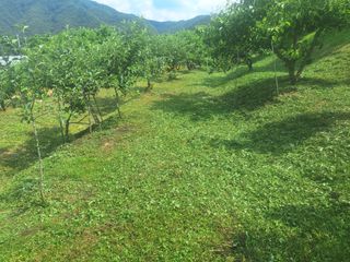 정희군님의 복숭아 · 영농일지 작성글 사진