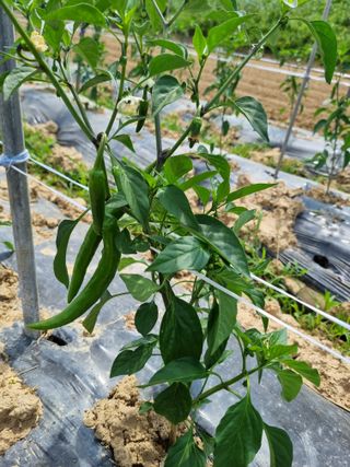 논산푸른팜님의 고추 · 영농일지 작성글 사진