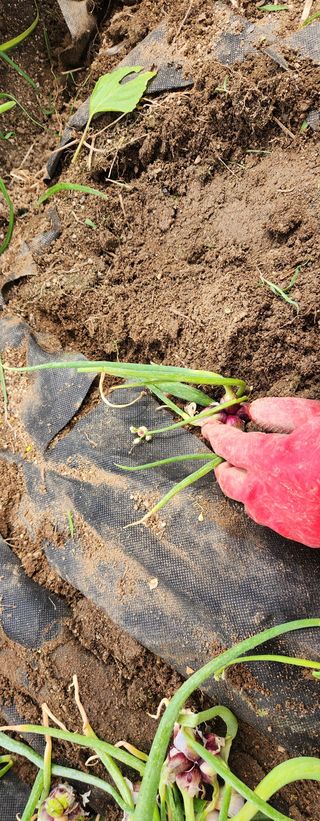 스마일00님의 기타작물 · 영농일지 작성글 사진