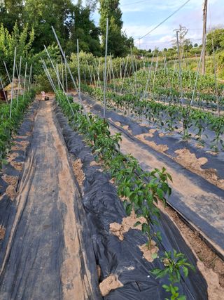 박덕남님의 고추 · 영농일지 작성글 사진