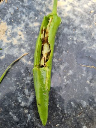 논산푸른팜님의 고추 · 영농일지 작성글 사진