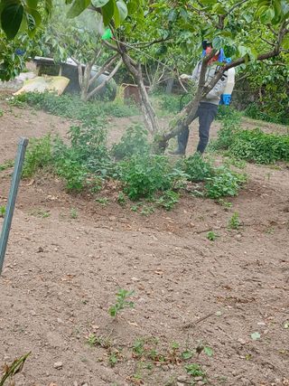 향양농장 사랑합니다님의 상추 · 영농일지 작성글 사진