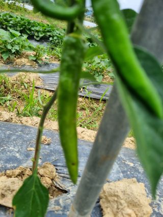 논산푸른팜님의 고추 · 영농일지 작성글 사진