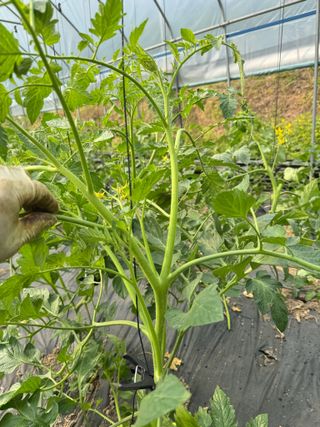 연재홍님의 토마토 · 영농일지 작성글 사진