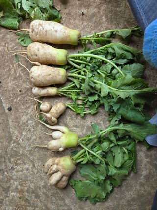 오현백님의 기타작물 · 영농일지 작성글 사진