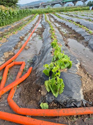농부님.모두.모두힘님의 기타작물 · 영농일지 작성글 사진