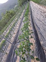 팜모닝 기타작물·영농일지 게시글 이미지