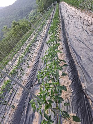 김광자님의 기타작물 · 영농일지 작성글 사진