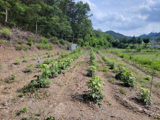 김홍중님의 두릅 · 영농일지 작성글 사진