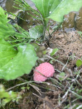 별@노래농장(정씨)님의 벼 · 영농일지 작성글 사진