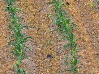 홍천.서석.안민기님의 옥수수 · 영농일지 작성글 사진