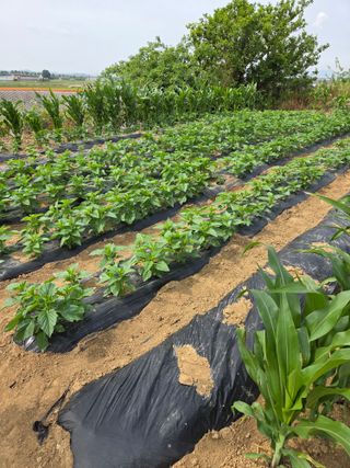제주농부님의 고추 · 영농일지 작성글 사진