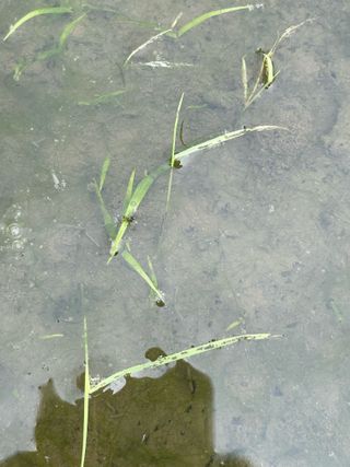 별@노래농장(정씨)님의 벼 · 영농일지 작성글 사진