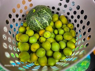 Captain김상곤님의 매실 · 영농일지 작성글 사진