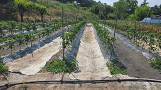 최해목님의 기타작물 · 영농일지 작성글 사진