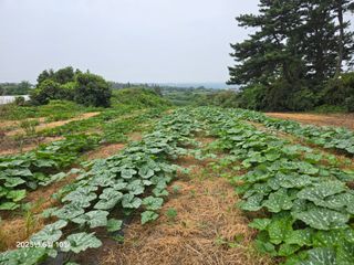 Captain김상곤님의 호박 · 영농일지 작성글 사진