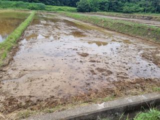 강진귀농10년차님의 벼 · 영농일지 작성글 사진