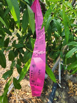 꿀복이농장님의 복숭아 · 영농일지 작성글 사진