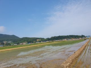 금강석님의 벼 · 영농일지 작성글 사진