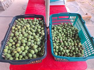 정희군님의 매실 · 영농일지 작성글 사진